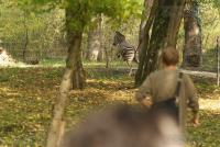 Imagine atasata: zoo_zebra_TS0201-600x400-7.jpg